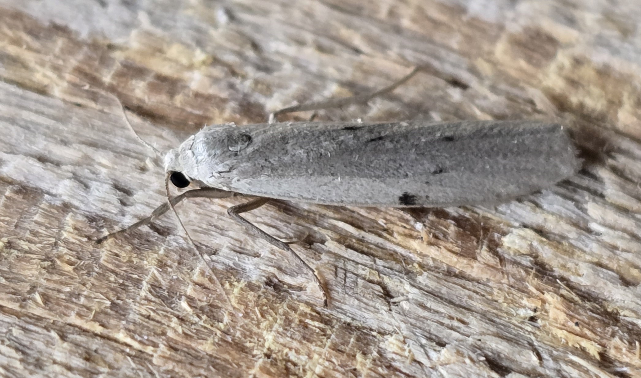 Photo of Dotted Footman (Pelosia muscerda)